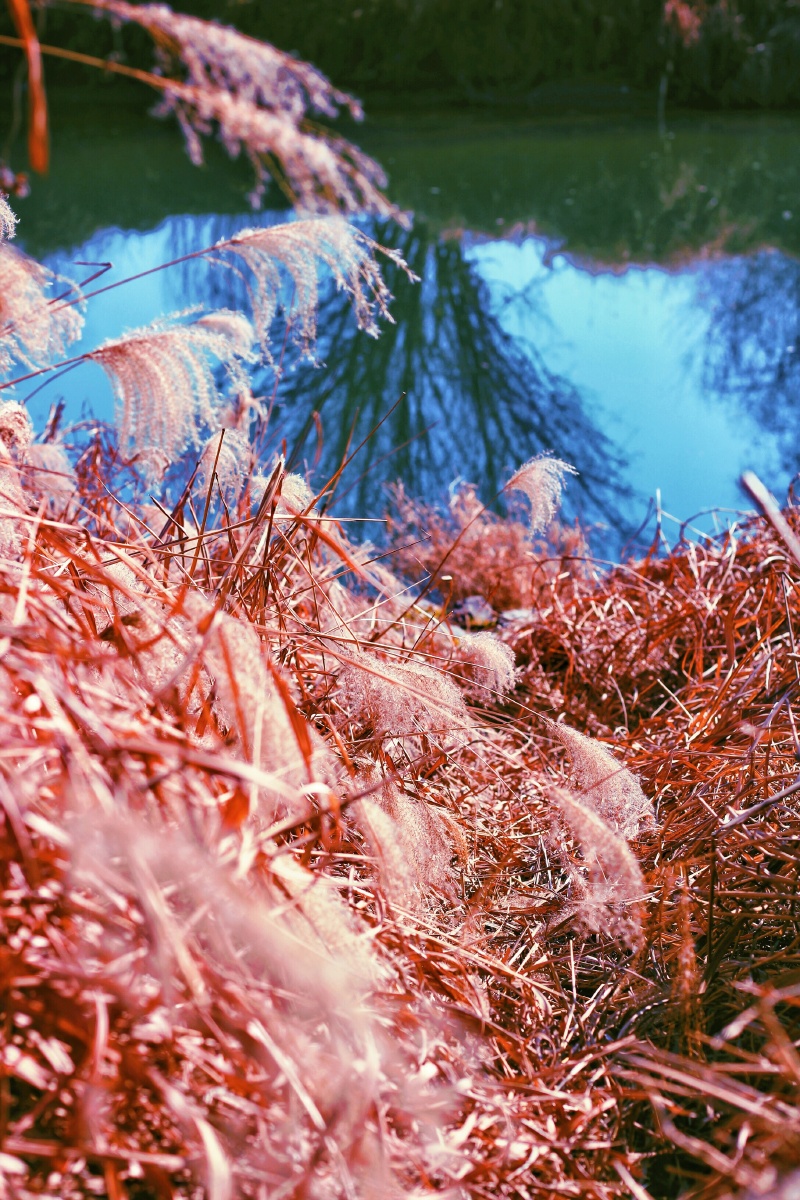 冬日的芦苇荡可温暖几分
