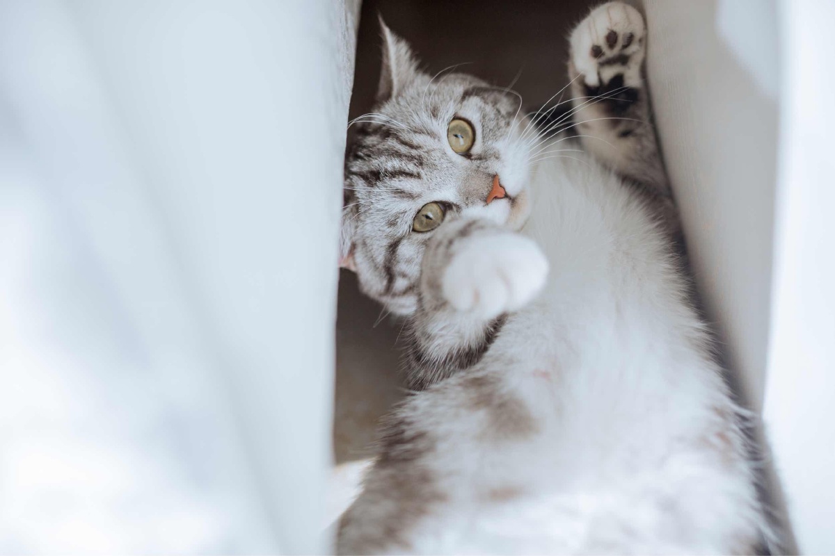 小赖皮 - 摄影师素小月