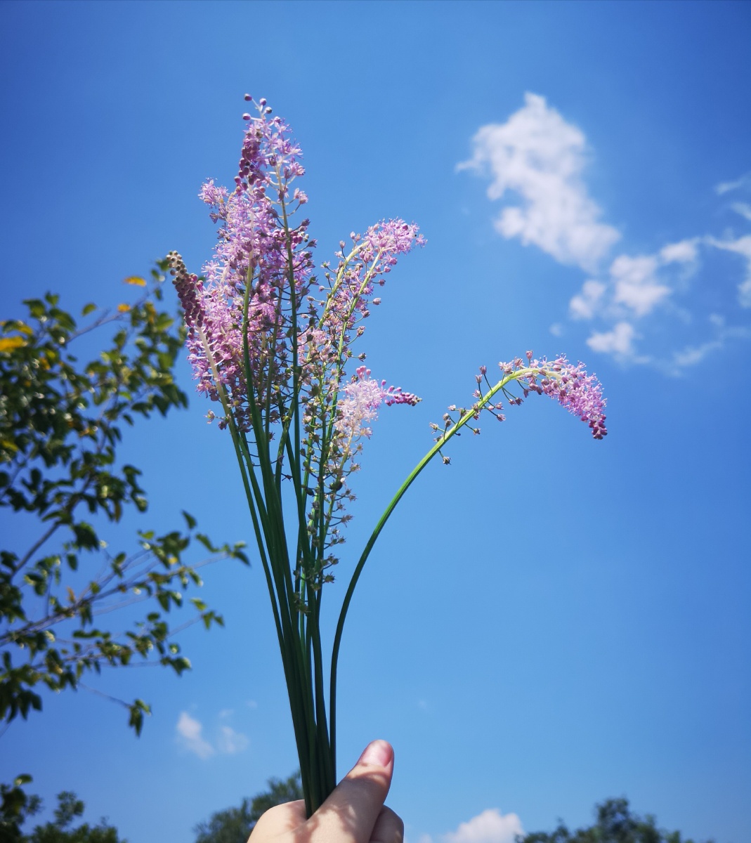 天空花束