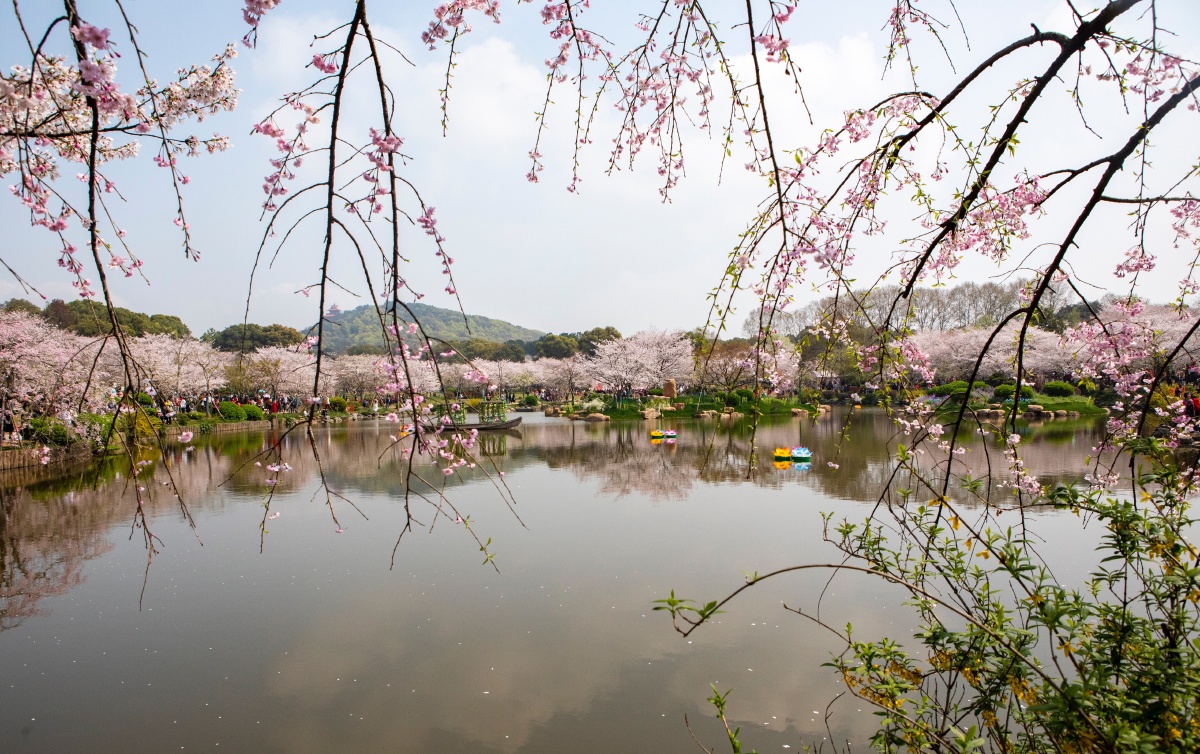 武汉东湖樱花盛开