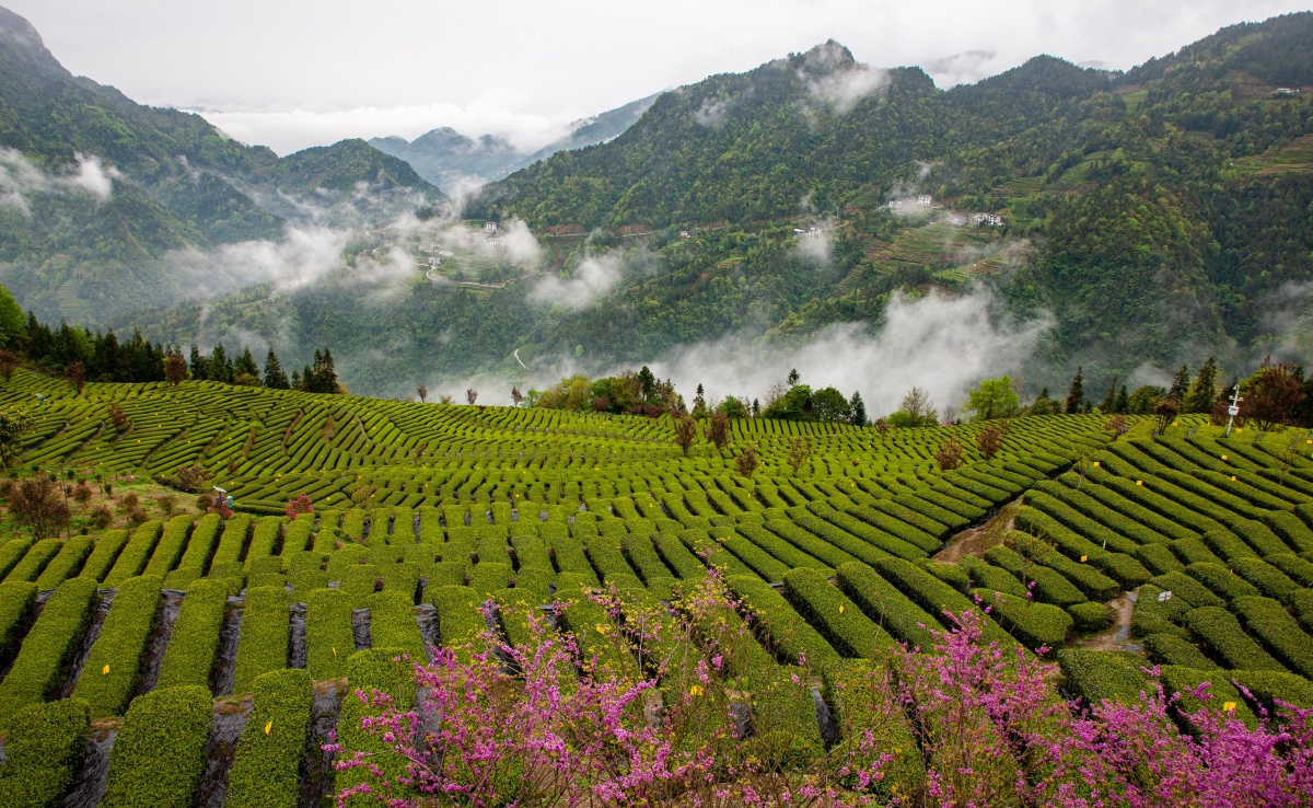 茶乡如画