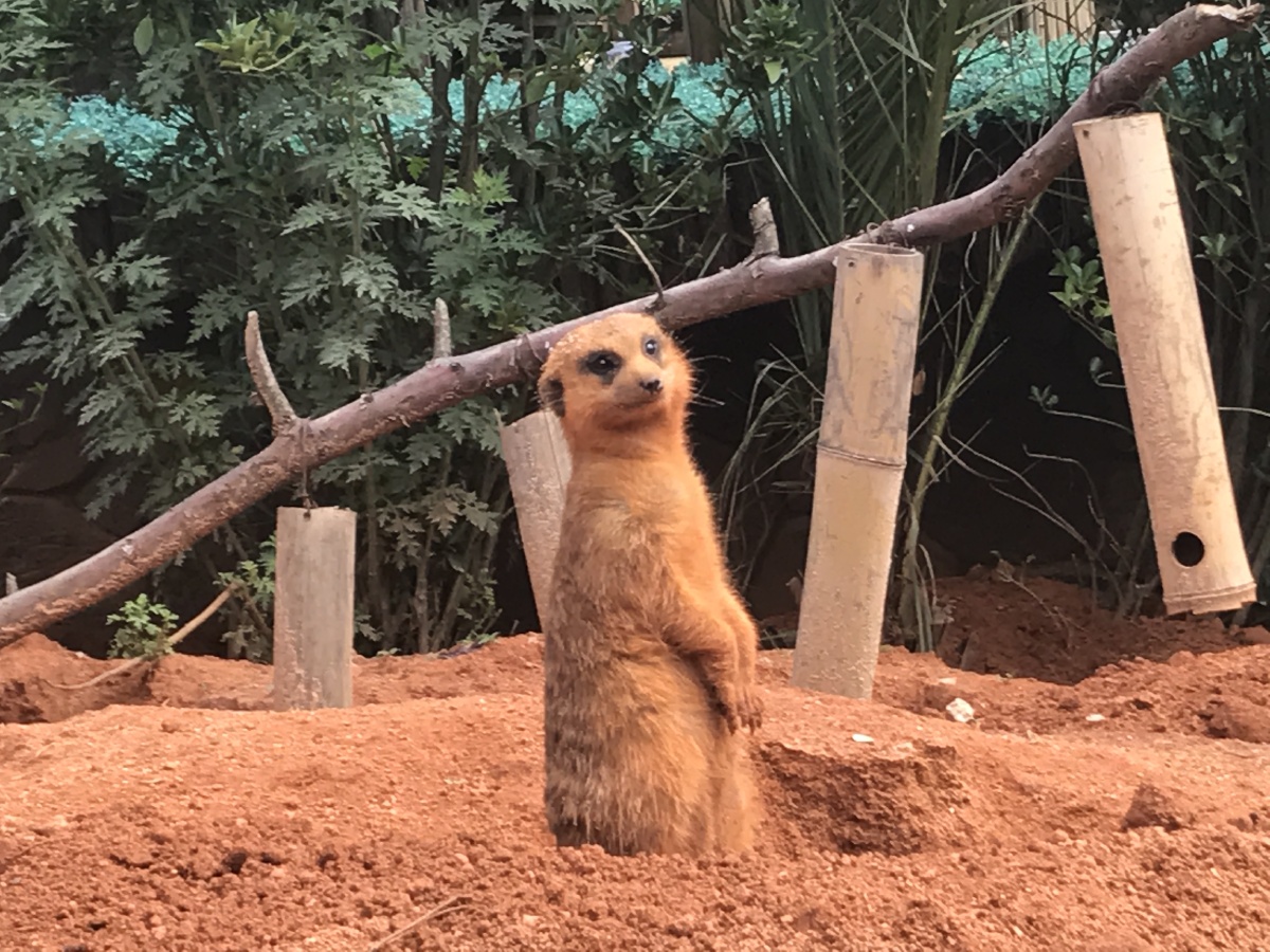 一只呆萌的细尾獴