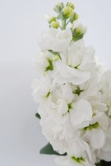 FD4A7BB9-31C2-41DF-B523-A5896FB9A9C7/L0/001