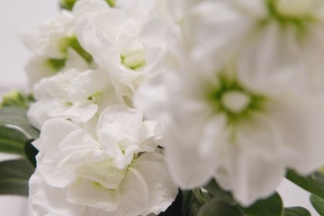 008F7C5E-E57E-4BC2-8659-6D4368FE7660/L0/001