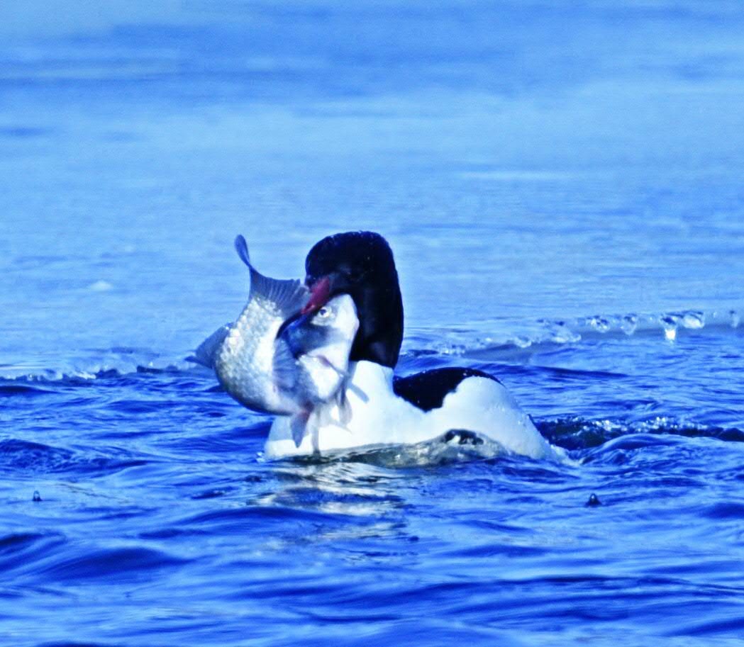 收获- 谷中飘香 - 图虫