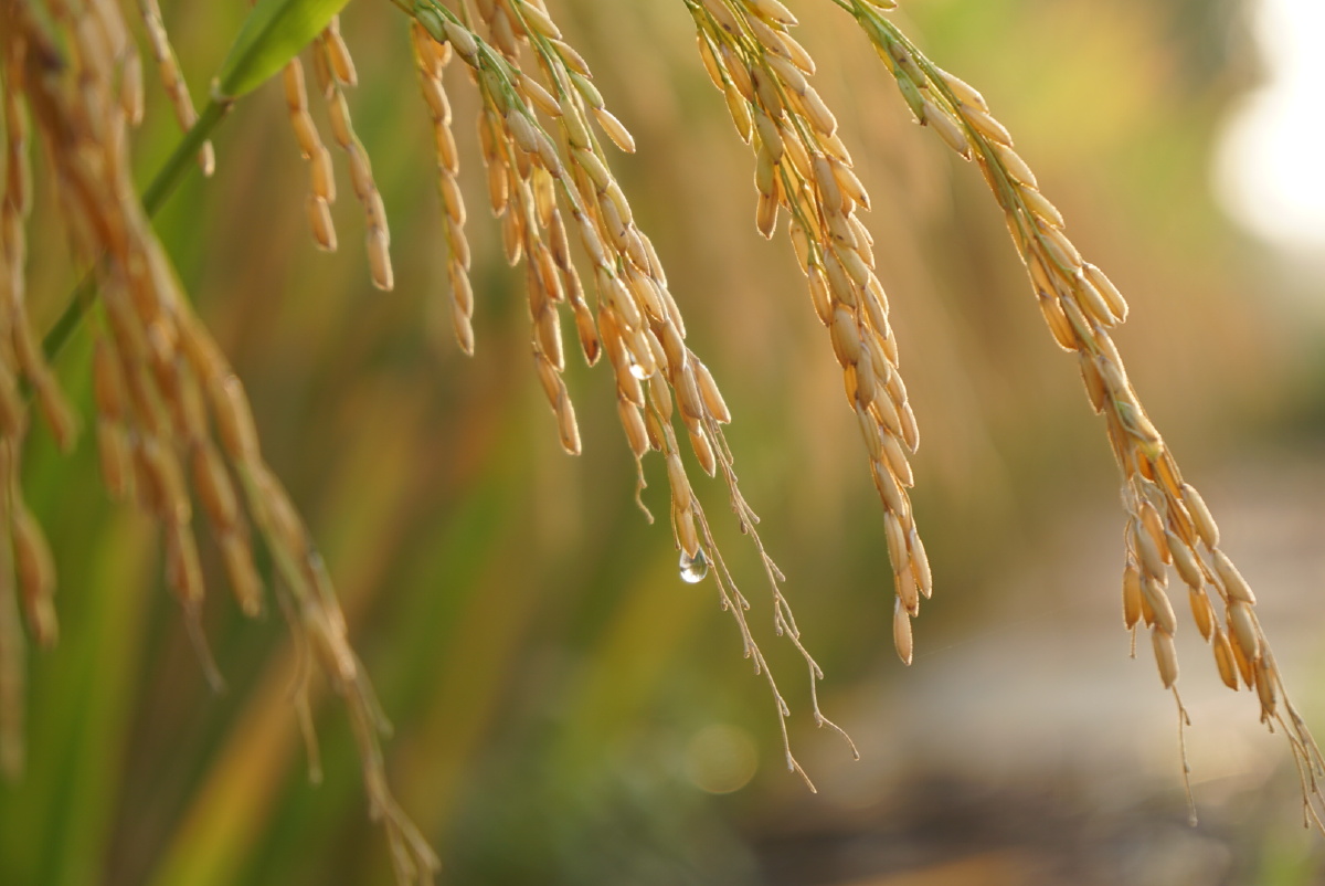 一粒粒金黄色的稻谷