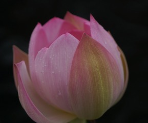 177050