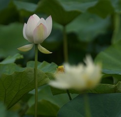 177056