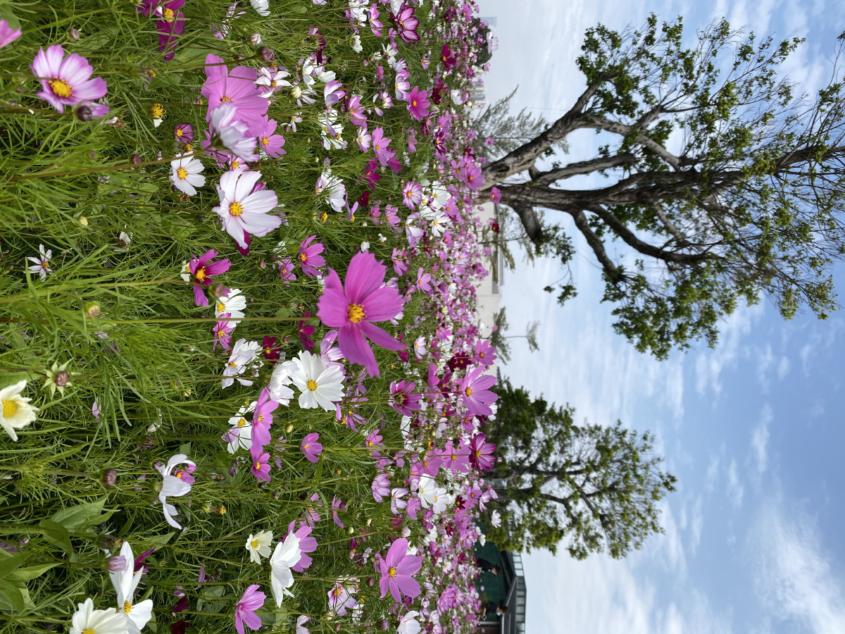 香蜜公园格桑花海