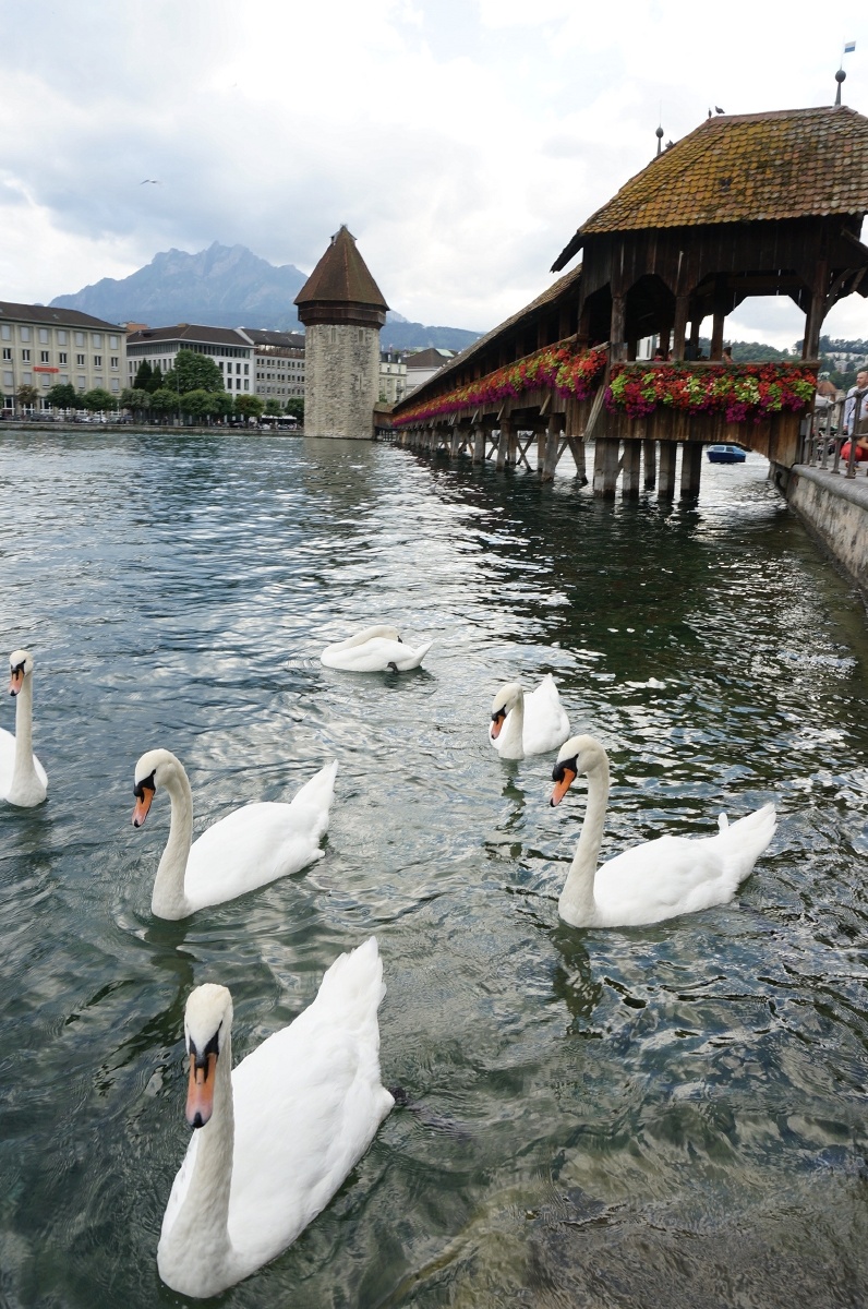 瑞士61琉森61天鹅湖