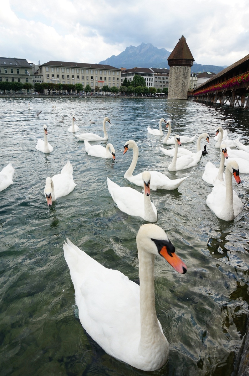 瑞士61琉森61天鹅湖
