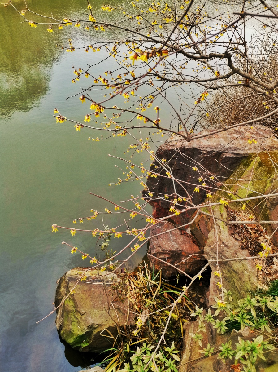 昨夜还冷风已然报春晖