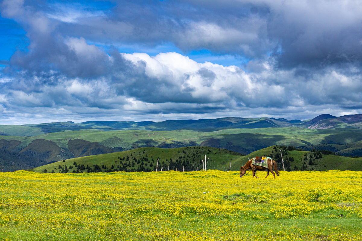 好不容易找到这一处草原,太阳在草原上投下斑驳的阴影,近处的花趁高原