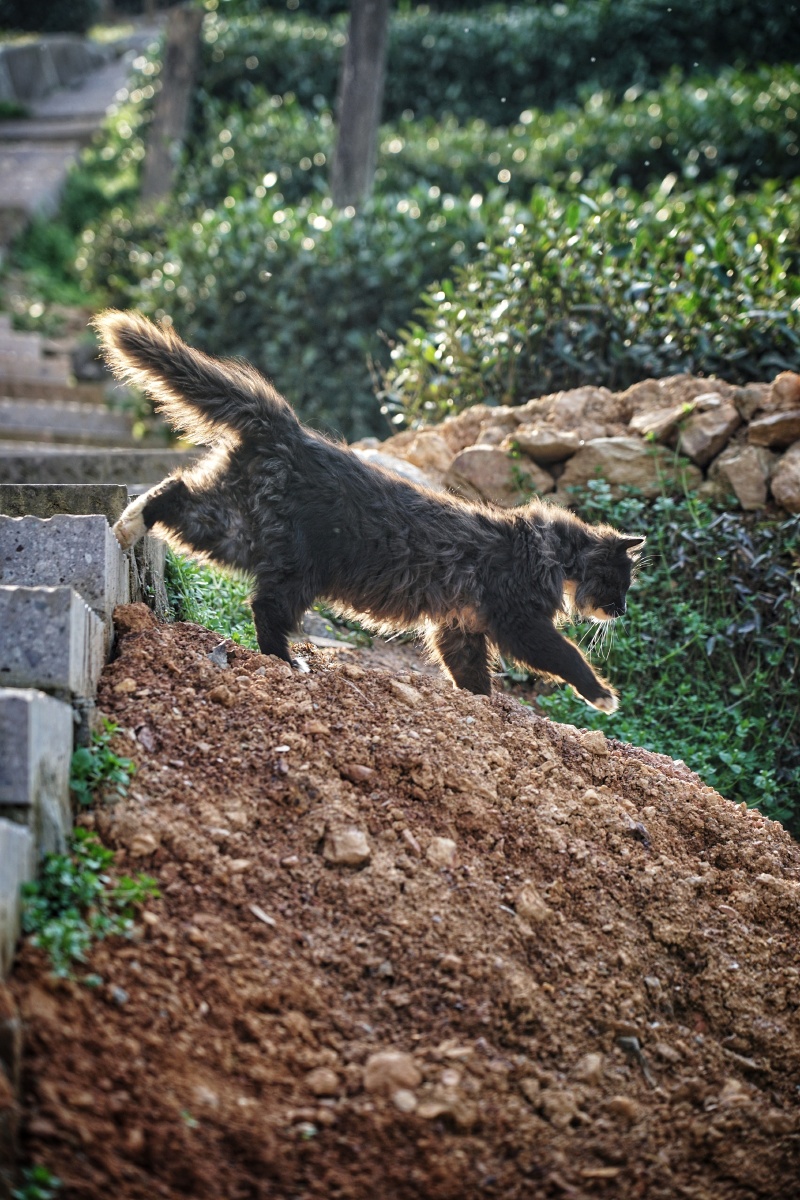 龙井茶田猫