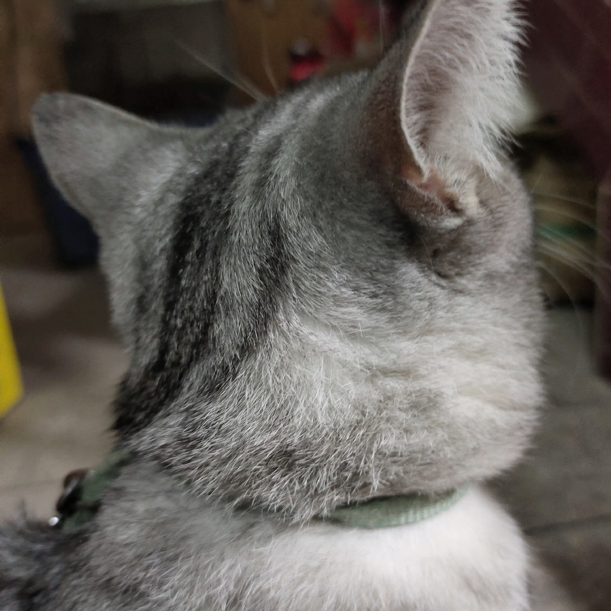 猫咪 可爱 毛茸茸 后脑勺 灰色