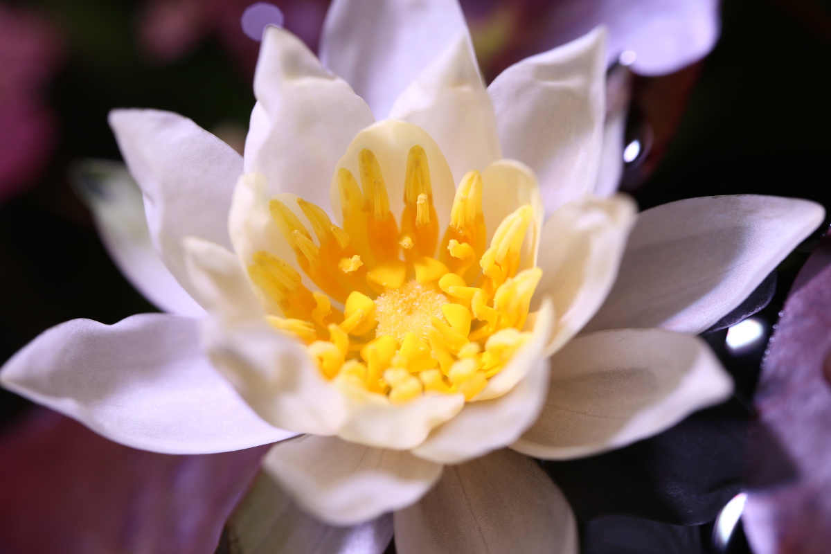 海尔芙拉热带睡莲