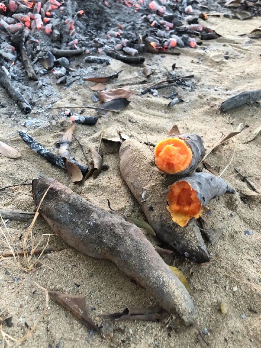 烤番薯地瓜野外郊游田园