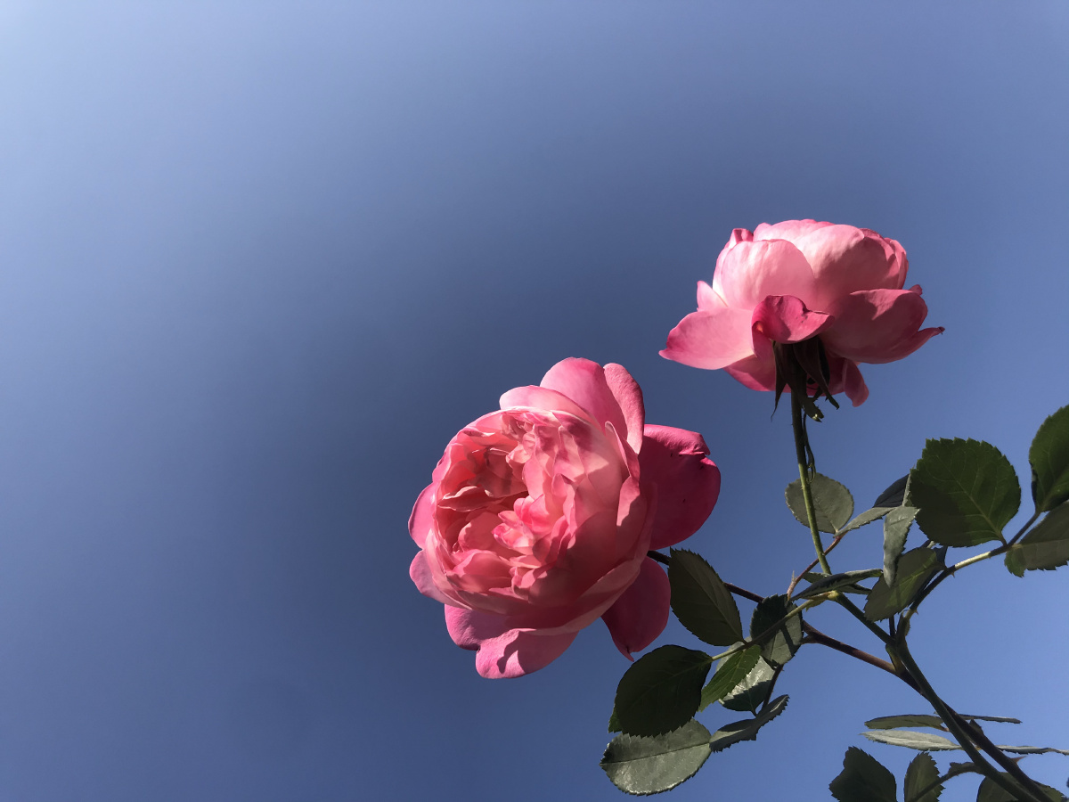 羽毛月季 - 北十先生 - 图虫