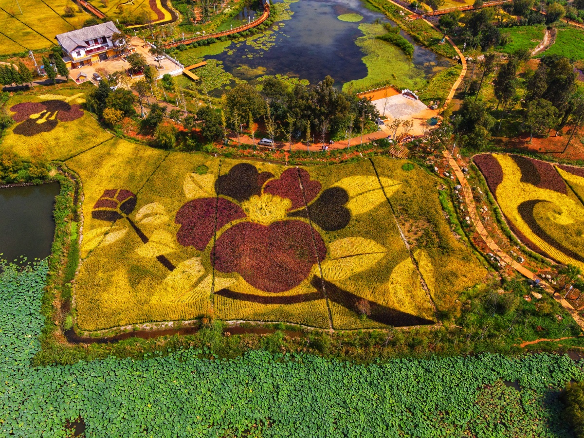彩色稻田绘出云南美丽山茶花