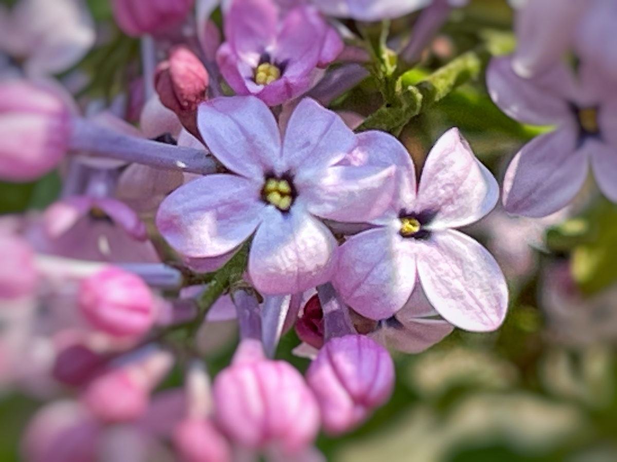 幸运的五瓣丁香花