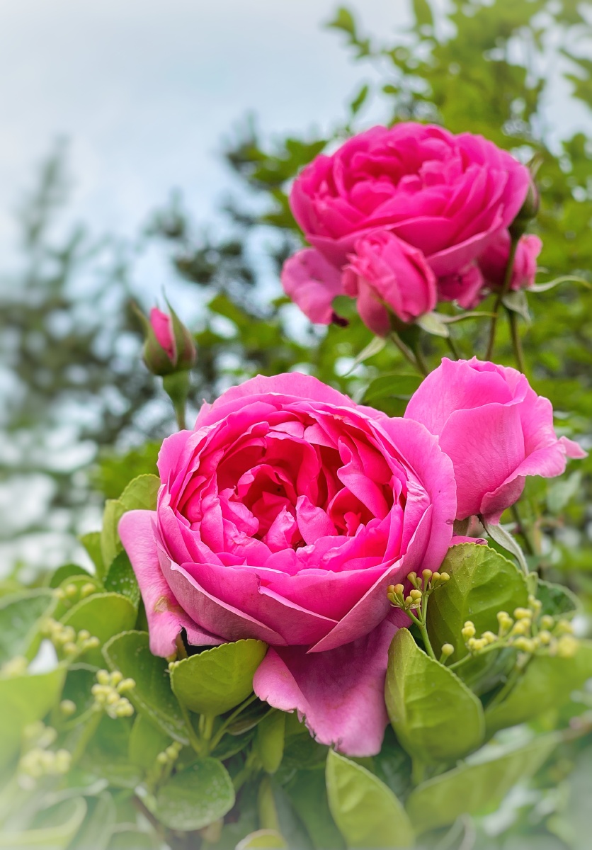 五月花之花中皇后月季