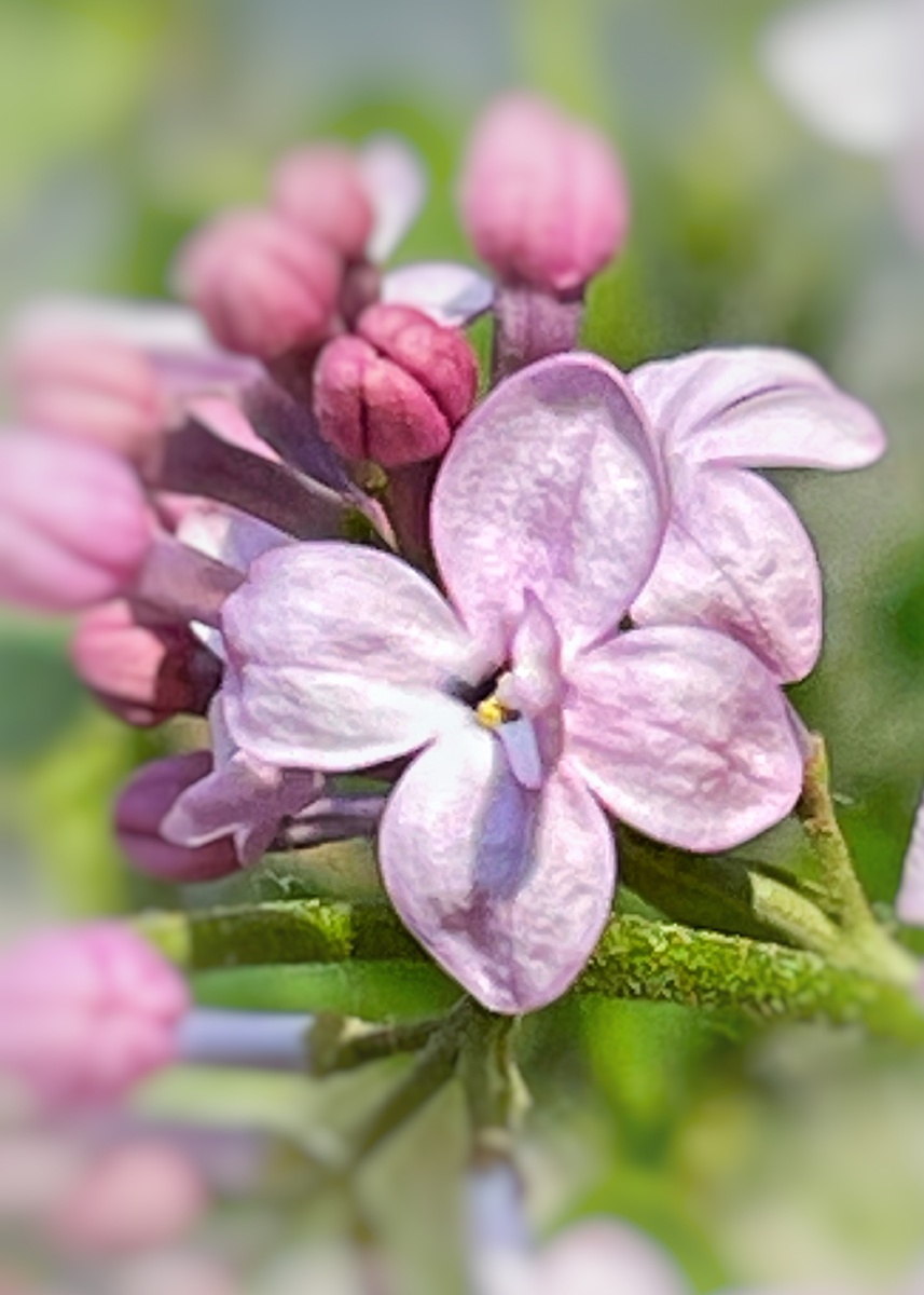 幸运的五瓣丁香花