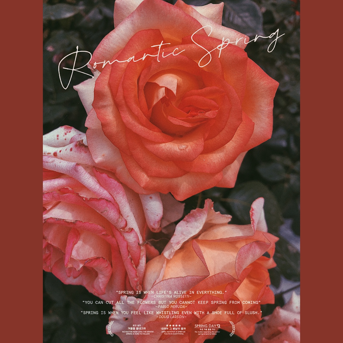 玫瑰花是一种傲娇的植物晶莹透亮的露珠不小心触碰到了灼红妖娆的花瓣