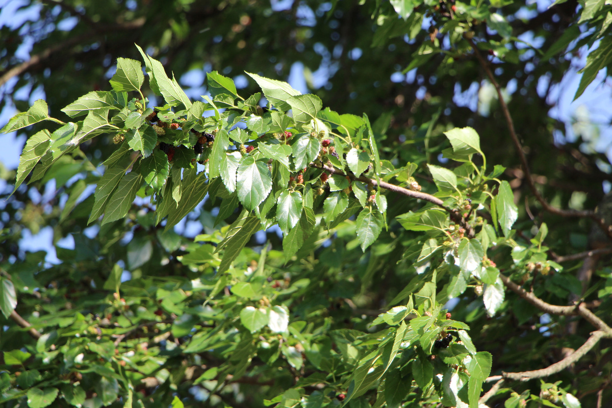 一棵40-50年老桑树 见证历史沧桑