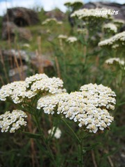 img_0912.jpg