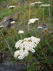 img_0910.jpg