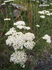 img_0909.jpg