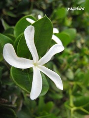 img_0642.jpg