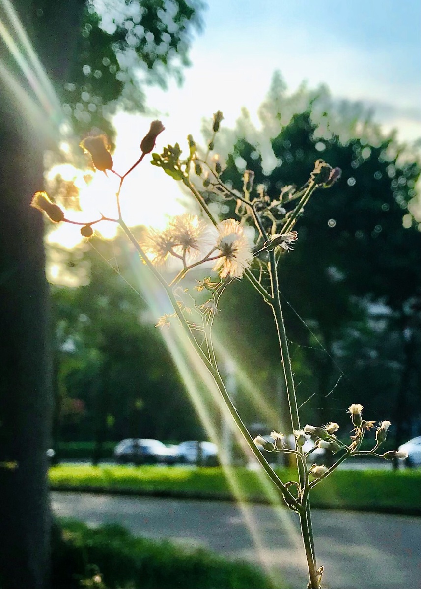 拥抱阳光独自绽放