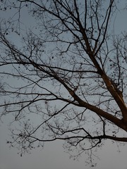 1000001173
