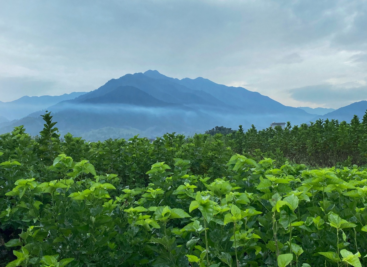 清晨的桑田和远山