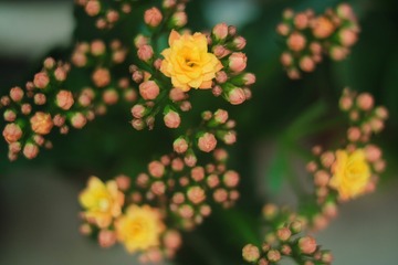 4255F693-9DB4-4BE9-85F6-D887102492F1/L0/001
