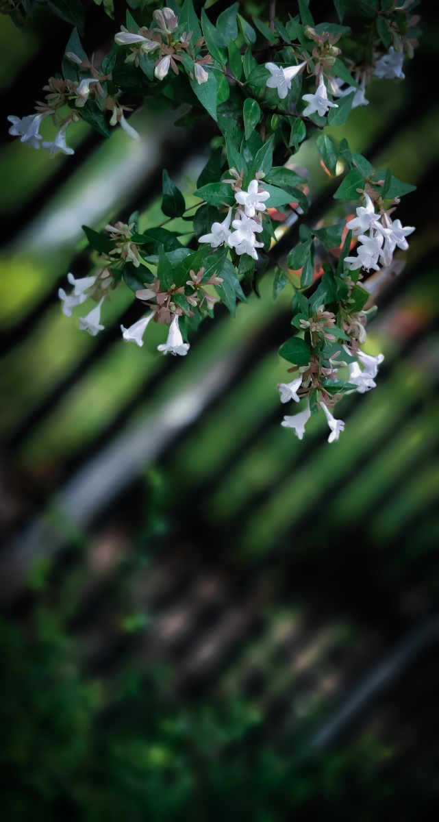 夏季,白天,阴天,日光,小区墙角盛开的一枝小白花