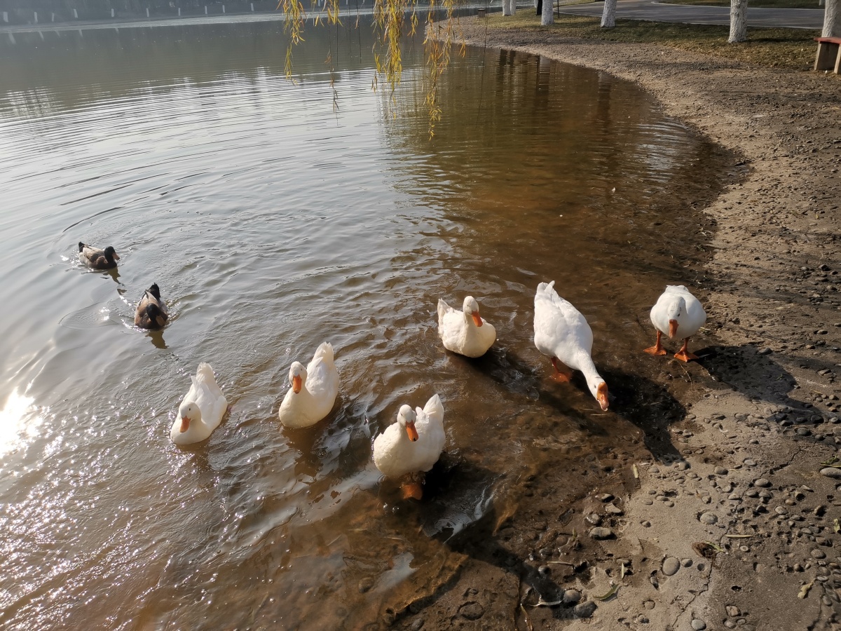 快看鸭子08们来啦