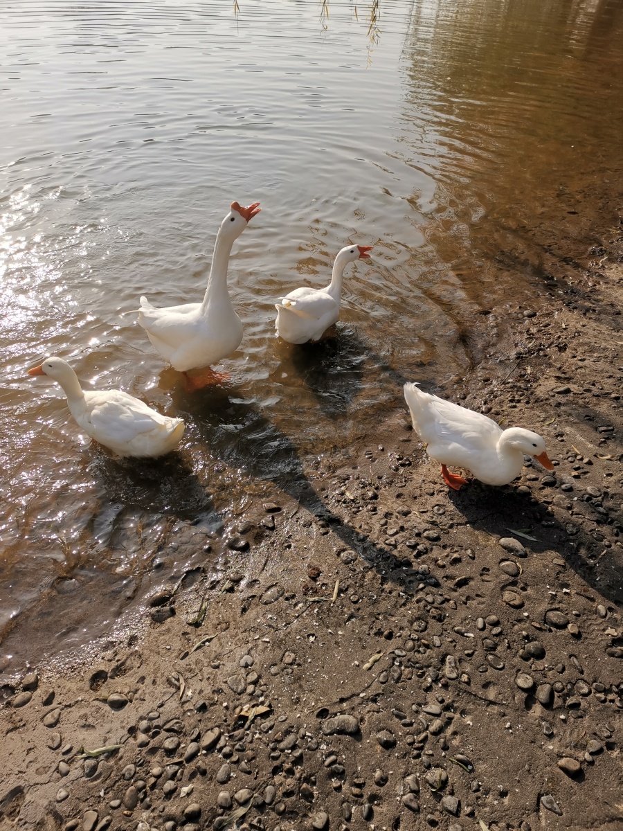 快看鸭子08们来啦