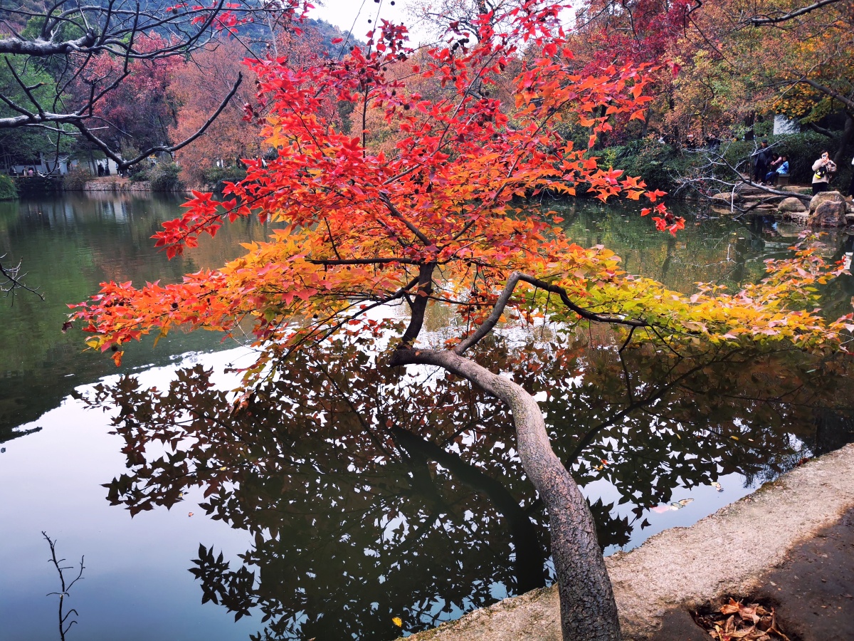 似火焰般的枫树倒映在平静的水中异常美丽