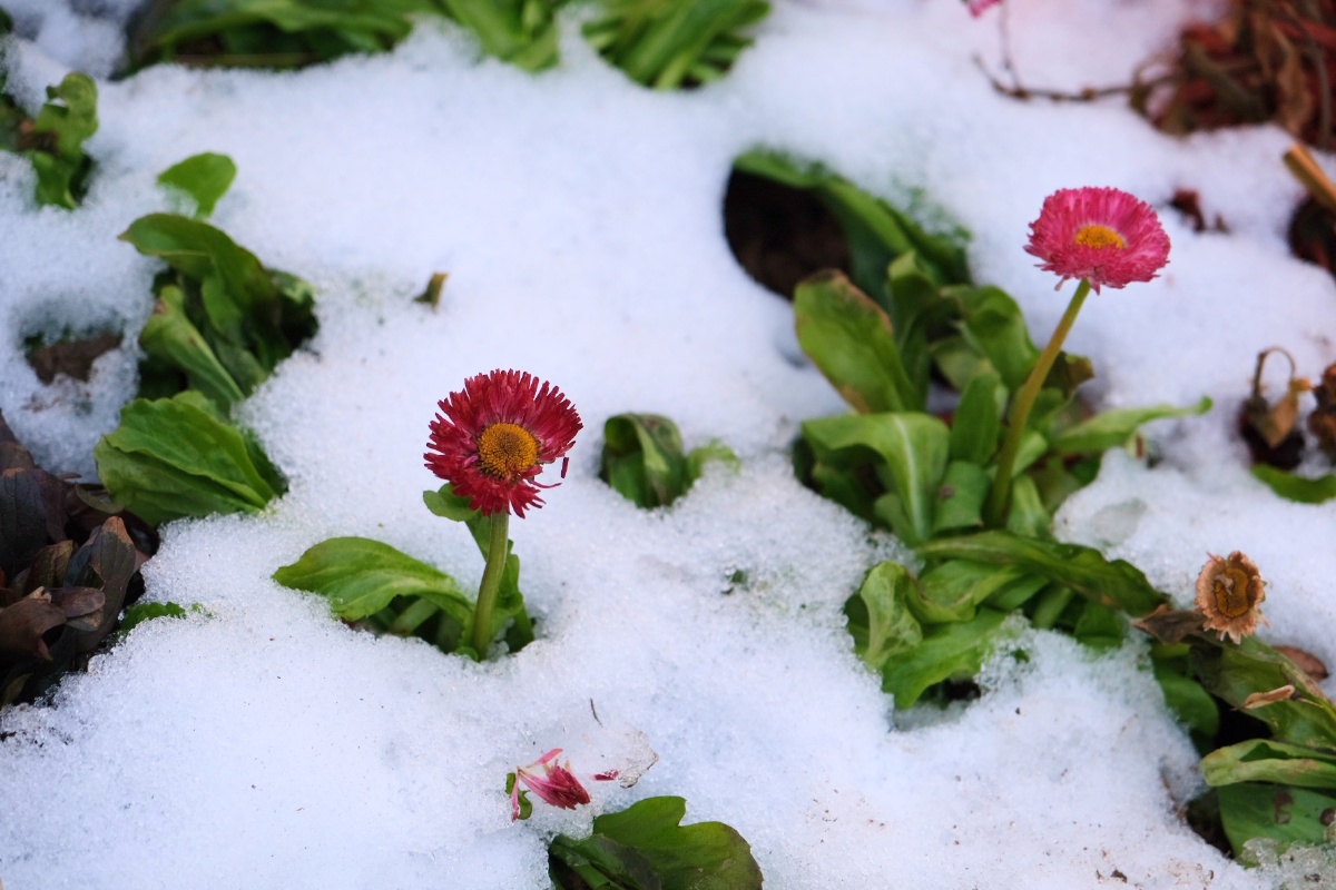 雪地里的花