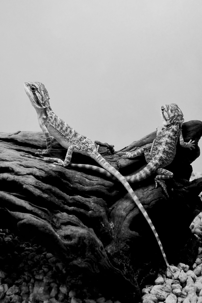 宠物店橱窗里的两条蜥蜴尾巴真的好长