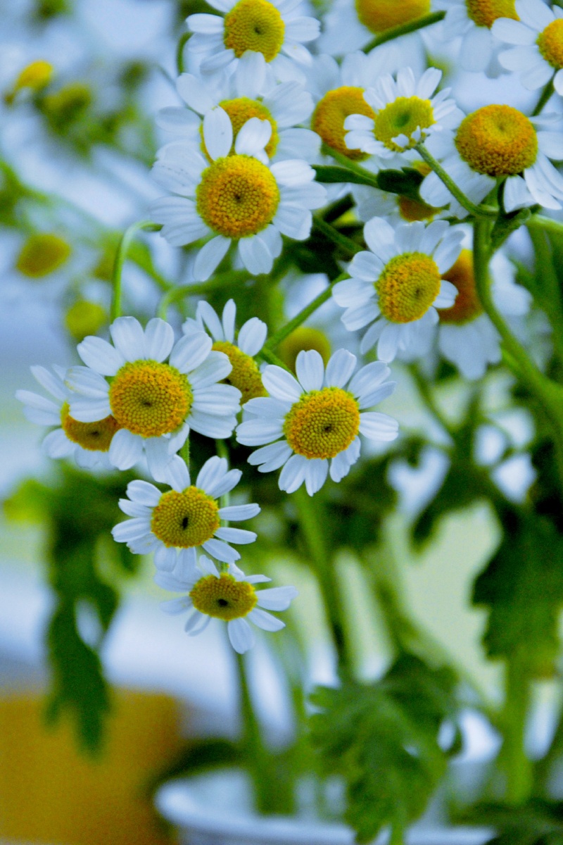 逆境中的活力*洋甘菊* - -楠- - 图虫