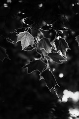 E666C4CE-F03A-449C-B810-DA159DC80CA9/L0/001