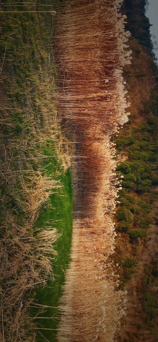 冬日芦苇千岛湖黎咔摄影工作室外景拍摄地
