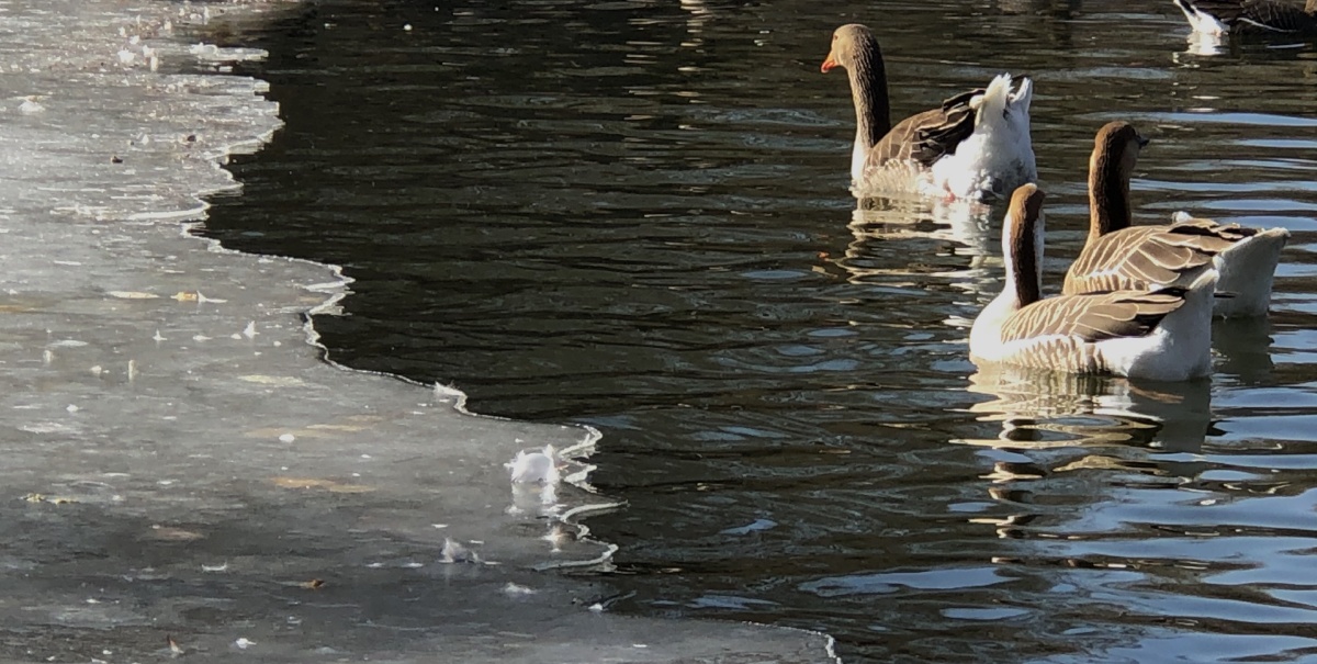 冰河解冻后鸭子游泳芦苇倒影