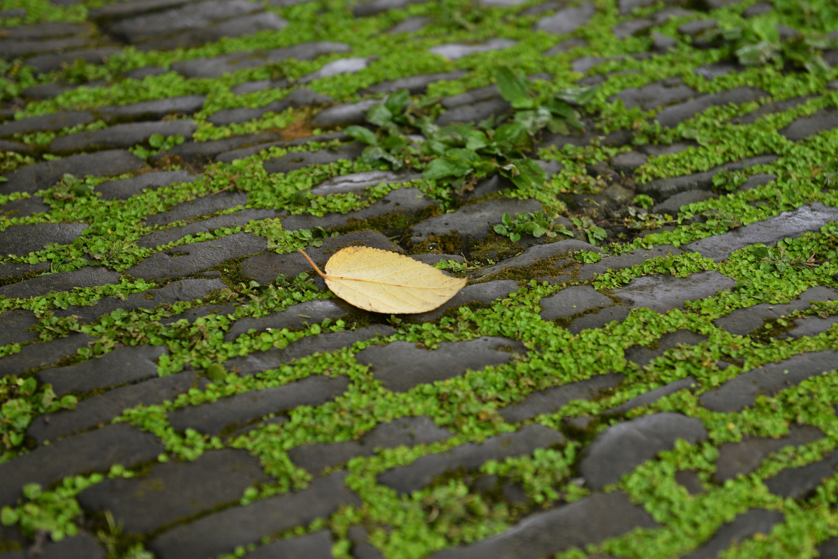 虽然南方地上还很潮湿,但秋风还是扫落了一片叶子