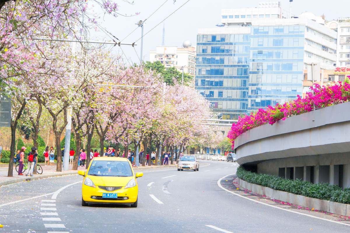 广州人民北路流花湖公园洋紫荆花季