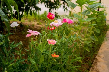 L1000091