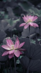 2F91989E-1F85-4E26-B71A-151E4EED5C8F/L0/001